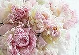 Fototapete Blumen Pfingstrose Rosen Romantik Rosa 400x280 cm - inkl. Kleister - für Wohnzimmer Schlafzimmer Flur Modern Vlies Tapete Vliestapete Wandtapete Motivtapeten