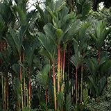 PalmenSamen, bonsaibaum Palmensamen, Trachycarpus fortunei, baumsamen gartenpflanzen winterhart mehrjährig balkonpflanzen 20pcs