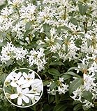 BALDUR Garten Immergrüne Duftblüten-Hecke 'Osmanthus',1 Pflanze, immergrüne Heckenpflanze, duftende Blüten und glänzendes Laub, winterhart und pflegeleicht