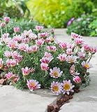 3 x BALDUR Garten Winterharter Bodendecker Afrikanisches Ringkörbchen, 3 Pflanzen Anacyclus depressus, Polsterstaude, Ringblume, winterharte mehrjährige Staude, trockenresistent, blühend