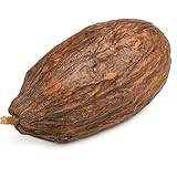 NaDeco Getrocknete Kakaoschote Natur Braun 10–15 cm | Echte Kakaofrucht ohne Bohnen | Tropische Deko Frucht für Schule Basteln DIY Floristik | Kakao Anschauungsmaterial Biologie Unterricht Deko