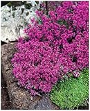 3 x Thymus praecox 'Red Carpet‘ (StaudeWinterhart/Mehrjährig/Bodendecker/Stauden) Roter Polsterthymian - Aromatisches Bodendeckerwunder für sonnige Plätze - trittfest - von Stauden Gänge