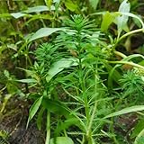 Myriophyllum verticillatum gewächshaus balkon küchenkräuter exotische hochbeet balkonpflanzen seltene bonsai wildkräuter nachhaltige geschenke gartendeko für draußen kräutergarten 50samen