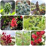 rizinussamen, rizinus samen bonsai gartenblumen blumensaat kräutergarten, garden Zierblumen gartensamen balkongarten steingartenpflanzen Heilpflanzen kräutersamen gartenpflanzen 550pcs