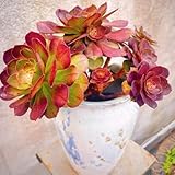 Aeonium arboreum - exotische zimmerpflanzen bonsai hochbeete für garten bonzai hochbeett steingartenpflanzen hochbeet balkon pflanzensamen pflanzendeko pflanztöpfe balkonpflanzen 80samen