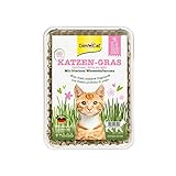 GimCat Katzen-Gras mit Wiesenduftaroma - Saatmischung aus kontrolliertem Feldanbau für schnelle Aufzucht - 1 Schale (1 x 150 g)