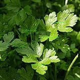 Großblättrige italienische Petersilie 'Gigante di Napoli' Kräuter Kräutersamen Petersiliensamen 1000 Samen von 'der-kleine-gaertner'