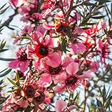 450 Pcs Manuka Pflanze Samen - Balkonpflanzen, Bonsai Tree, Flower Seeds Manuka Samen Bio, Bonsai Tree Bäume Pflanzen, Blumensamen Gastgeschenk Bio Samen Alte Sorten, Baum Pflanzen