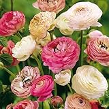 40 Ranunkelknollen Pastellmix - Extra-Großpackung - Zarte Sommerblumen für Garten, Töpfe & Balkon - Gartenfertige Blumenzwiebeln