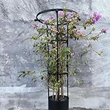 Rankgitter aus Metall für Kletterpflanzen, vertikaler Garten, Obeliskenturm, Blumenstütze für Rosen und Reben, verstellbare Höhe, 90 - 210 cm, schwarzer Rahmen