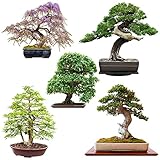Exotische Bonsai Samen mit hoher Keimrate - Pflanzen Samen Set für deinen eigenen Bonsai Baum (5er Set inkl. GRATIS eBook)