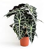 Alocasia Polly 35 cm - Pfeilblatt Elefantenohr Tropenwurz | Pflegeleichte Zimmerpflanze für tropisches Flair | Dekorativ, Langlebig und Luftreinigend