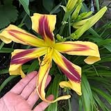 taglilien, bodendecker winterharte garten schattenpflanzen, frühlingsblume kletterpflanzen winterhart bio 100samen