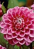 Kiepenkerl 730113 Ball-Dahlien Peter, Farbe rosa, 1 Stück Blumenzwiebel Dahlie, mehrjährig, von Samenshop24