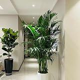 goldfruchtpalme samen, balkon, stauden stauden winterhart mehrjährig, biosaatgut plants, hochbeet samen exotische pflanzen, steingarten pflanzen deko pflanzen, balkongewächshäuser deko 120pcs