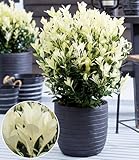 BALDUR Garten Euonymus 'Himalaya',1 Pflanze, weißer Neuaustrieb, immergrün, winterhart & mehrjährig, pflegeleicht, ideal für Beet & Kübel