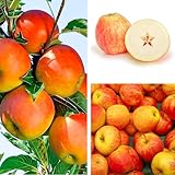 Apfelbaum 'Cox Orange' Winterharter Obstbaum 80-140 cm, Aromatische Süße Früchte, Wurzelnackte Obstbaume, Apfel, Malus domestica, Mehrjährig, Ideal für Garten & Obstwiese