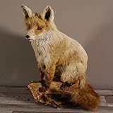Generisch Fuchs sitzend Rotfuchs Präparat Länge 42 cm Taxidermy Deko #89.8.136