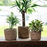 DARO DEKO Seegras Korb rund Natur Ø 19 x 16cm mit Einsatz Blumentopf geflochten Aufbewahrungskorb Über-Topf Blumenkorb