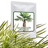 Hanfpalme Trachycarpus fortunei - Hanf Palmen Samen 10 Stück/Pack - Palmensamen - Winterhart bis -17 °C die frosthärteste Palmen weltweit