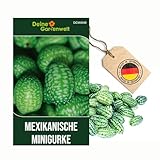 Mexikanische Minigurke Samen - Melothria scabra - -Gurkensamen - Minigurkensamen - Gemüsesamen - Saatgut für 10 Pflanzen