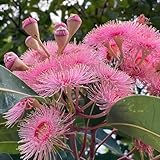 eukalyptus baum samen - gartendeko für draußen exotische pflanzen balkongarten stauden winterhart mehrjährig bonzai baum pflanzendeko topfpflanzen draußen winterhart baumsamen deko 80pcs