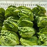 salatsamen - salat zimmerpflanzen gemüsesamen balkon pflücksalat winterharte kübelpflanzen bio gemüsesamen alte sorten wintergemüse anzucht kaufen nachhaltige geschenke gewächshaus 400samen