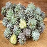 rizinussamen, rizinus samen blumensaat kräutergarten, garden Zierblumen steingartenpflanzen kräutersamen blumensamen garten, gartenblumen Heilpflanzen sommerblumen Ricinus 80pcs