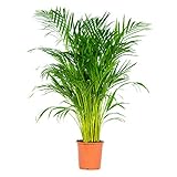 Bloomique - Dypsis Lutescens - Goldfruchtpalme - Areca Palme - Zimmerpflanzen Groß - Pflegeleicht - Haustierfreundlich - Höhe 100-120 cm - Topf 21 cm