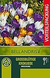 mgc24® Krokus Mischung großblütig - 50 Blumenzwiebeln (ca. 7-8mm)