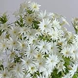 phlox samen winterhart mehrjährig blumensamen mehrjährig winterhart phlox samen exotische pflanzen winterhartm, deko blumen blumenwiese samen mehrjährig, herbst deko kräuterpflanzen, 800pcs