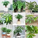 glückskastanie zimmerpflanze pflanzensamen kräutergarten glückskastanie exotische garten balkonpflanzen winterhart, bonsai balkon 10samen