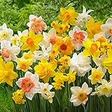 Budget duftende Narzissen Zwiebeln Kollektion (25 Osterglocken Zwiebeln), mehrjährig und winterhart, Blumenzwiebeln Mix aus Holland für Garten und Topf, 6-7 Sorten (kein Samen, nicht künstlich)