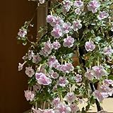 Achimenes, exotische seltene bodendecker winterhart mehrjährig wohnzimmer deko balkonpflanzen grünpflanzen blumensamen 50Samen