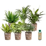 vdvelde.com - Ecoworld Luftreinigende Zimmerpflanzen Echt - 6er Set Pflegeleicht Wenig Licht Benötigt - Grünpflanzen mit Eco übertopf und Pflanzen Dünger - Topf Ø12 / Höhe 40 cm