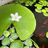 wasserpflanzen - pflanzensamen balkon deko teichpflanzen wasserpflanzen aquarium topfpflanzen draußen winterhart balkon garten pflanztöpfe ziergras 1000samen