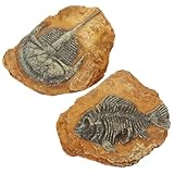 Kisangel 2 Stück Simulierte Harzfossil Reptilien Dekoration Terrarium Landschaft Deko für Gecko und Schlangen Langlebige Geruchslose Verstecke aus Sicherem Resin Natürliches Design für