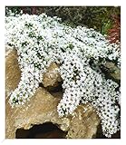 BALDUR Garten Winterharter Bodendecker Steinaster 'Snowflurry', 1 Pflanze, Aster ericoides, winterharte Staude, trockenresistent, mehrjährig, bienenfreundlich, blühend