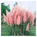 Stauden Gänge 3 x Cortaderia selloana 'Rosea' im 1 Liter Topf (Ziergras/Gräser/Winterhart/Mehrjährig/Immergrün) Rosa Pinkes Pampasgras - Luftige Blütenwolken in sanftem Rosé