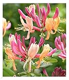 BALDUR Garten Geißblatt Goldflame 1 Pflanze, Lonicera heckrottii, winterhart, pflegeleicht, schnell wachsend,blühende Kletterpflanze, Lonicera heckrottii Goldflame