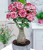 Tropische Wüstenrose - Adenium Obesum - 10 Samen dieser wunderschönen Pflanze