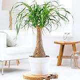 Beaucarnea Recurvata 40 – 50 cm Elefantenfuß Zimmerpflanze Geschenk Grün