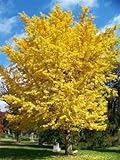 semi di albero nuovi 10 pc Ginkgo Biloba per Giardinaggio Giallo