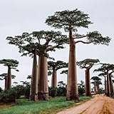 AffenbrotbaumSamen, AffenbaumSamen, gartenpflanzen winterhart mehrjährig Adansonia digitata, Baobab winterhart exotische 80pcs