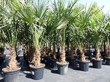 gruenwaren jakubik XXL Palme winterhart 180-190 cm Trachycarpus fortunei, Hanfpalme, Top-Qualität