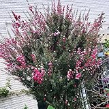 sträucher manuka samen schnell wachsende sträucher, bäume pflanzen pflanzen balkon, deko wohnzimmer bäume kaufen, zimmerbonsai bonsai minigarten, exotische pflanzen winterhart 400pcs