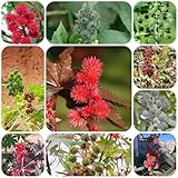 rizinussamen, rizinus samen zimmerpflanze blumensamen garten, gartenblumen bonsai Heilpflanzen kräutersamen gartenpflanzen draußen Ricinus topfpflanzen, garden Zierblumen sommerblumen 150pcs