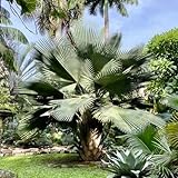 Palmensamen, palmen für draußen garten gartenarbeit geschenk kaufen seltene baumsamen gartenkräuter outdoor 10pcs