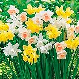 12 x ZwergNarzisse Botanical Mixed - Duftmischung aus schwach wachsenden Sorten - bezaubernde Blüten - Jahr für Jahr - mehrjährig - für Ihren schönen Garten