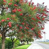 korallenbaum zimmerbonsai, blumensamen balkon korallenstrauch winterharte garten bonsaibaum, züchten balkon deko wohnzimmer 100samen
